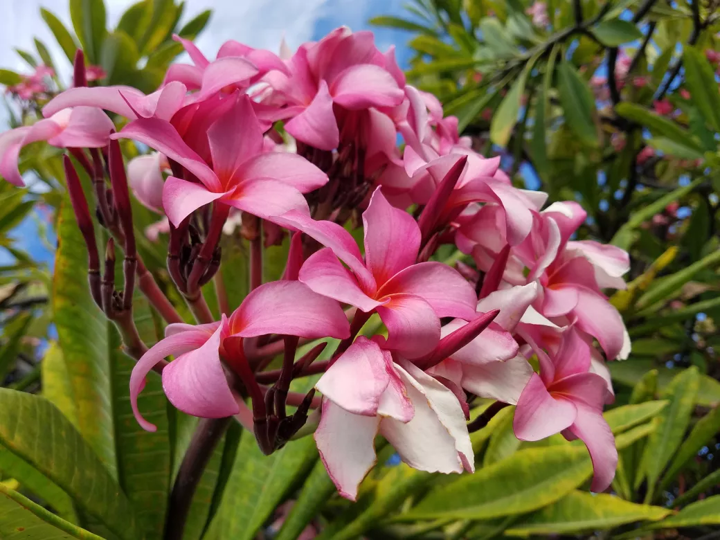Hawaii