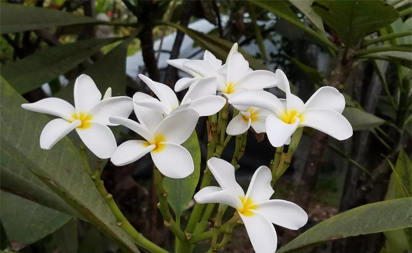 Hawaii